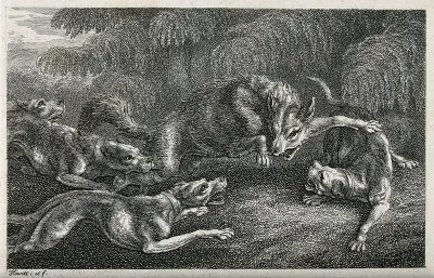Hunting dogs snapping at the heels of a wolf in the last stages of a chase