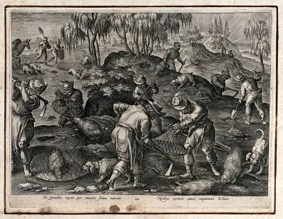 Hunting: watching for hedgehogs and covering them with close fitting nets