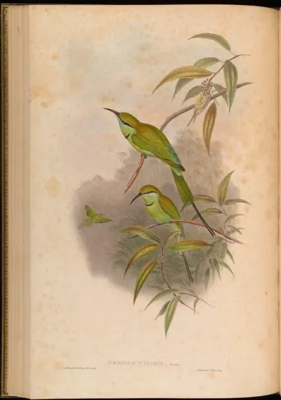 Hurrial Bee-eater