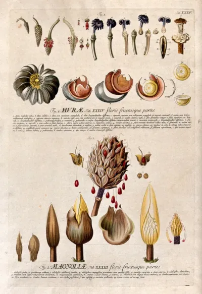 Huru (Hura crepitans L.) and bull bay (Magnolia grandiflora L.): detailed flower and fruit segments with description