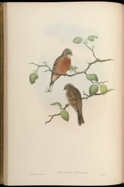 Hutton's Bunting