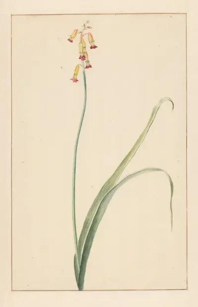 Hyacint