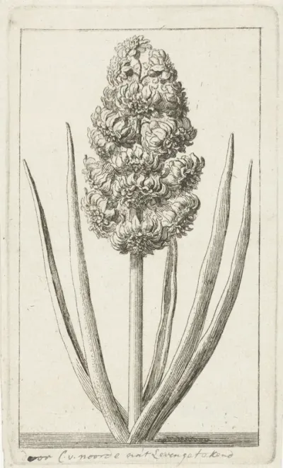 Hyacint