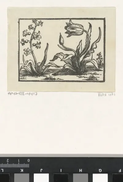 Hyacint en een tulp