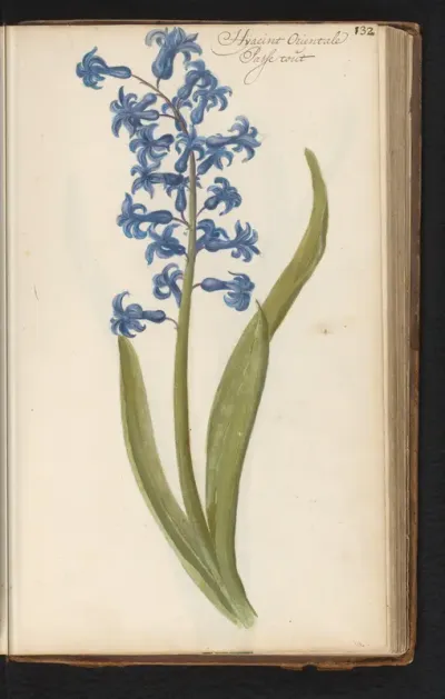 Hyacint (Hyacinthus orientalis)