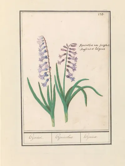 Hyacint (Hyacinthus orientalis)