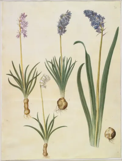 Hyacinthoides non-scripta (almindelig klokkeskilla); Hyacinthoides hispanica (spansk klokkeskilla)