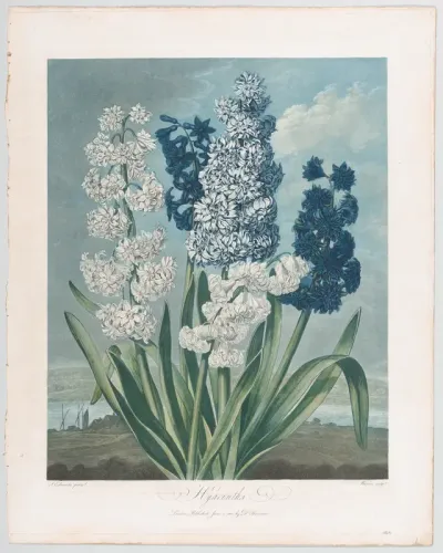 Hyacinths, from "The Temple of Flora, or Garden of Nature"