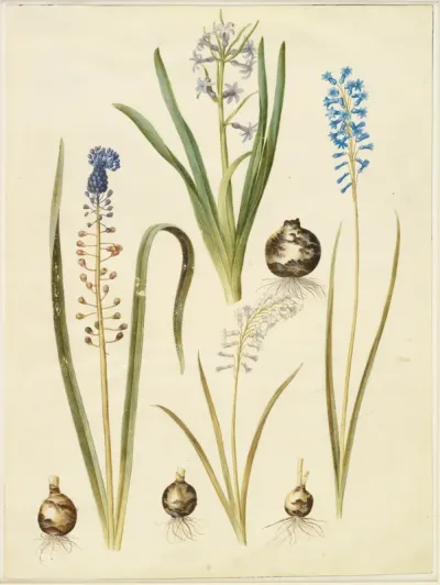 Hyacinthus orientalis (almindelig hyacint); Muscari comosum (duskhyacint); Brimeura amethystina (pyrenæisk hyacint)