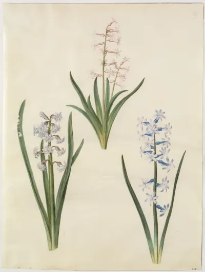Hyacinthus orientalis (almindelig hyacint)