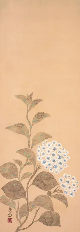 Hydrangea