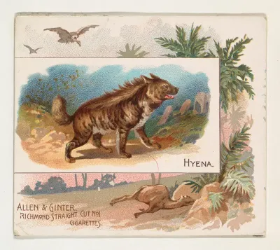 Hyena, from Quadrupeds series (N41) for Allen & Ginter Cigarettes