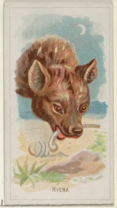 Hyena, from the Wild Animals of the World series (N25) for Allen & Ginter Cigarettes