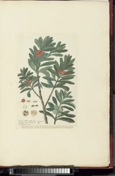 Hyenanche globosa Lam. or  Toxicodendrum capense of globosum (Kaapse wolvegift)