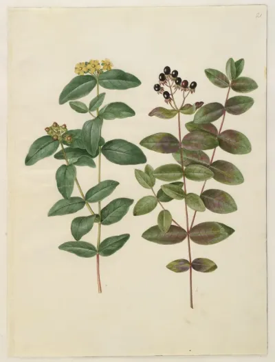 Hypericum androsaemum (bær-perikon)