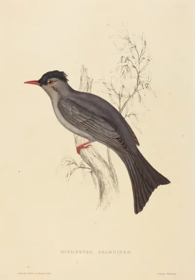Hypsipetes Psaroides (Black Bulbul)