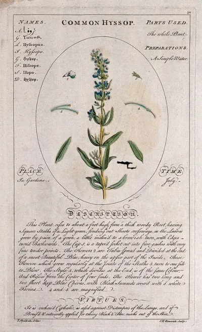 Hyssop (Hyssop officinalis L.): flowering stem with separate leaves and floral segments and a description of the plant and its uses