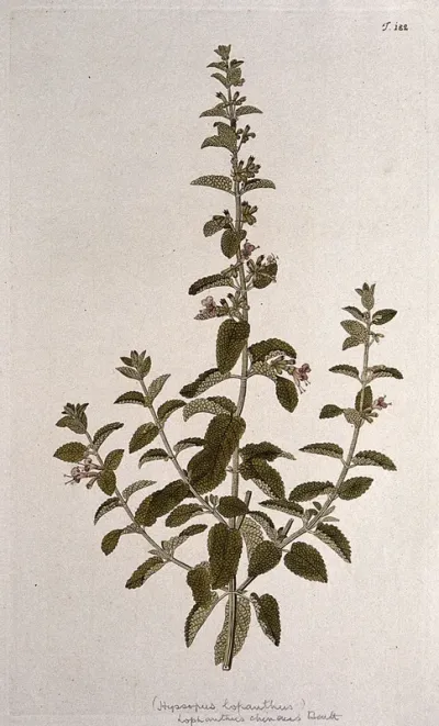 Hyssop (Hyssopus lopanthus)