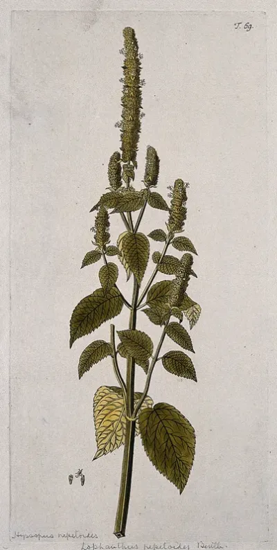 Hyssop (Hyssopus nepetoides): flowering stem with separate floral segments