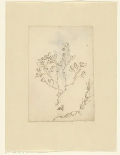 Hyssop (Hyssopus officinalis)
