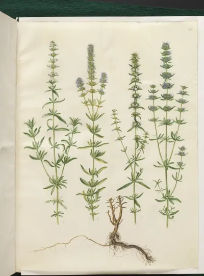 Hyssopus officinalis (ægte isop)