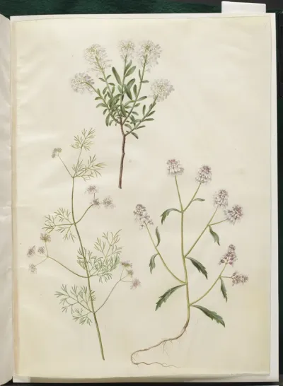 Iberis sempervirens (snepude); Coriandrum sativum (almindelig koriander); Iberis amara (bitter sløjfeblomst)