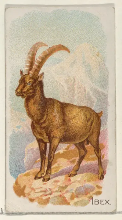 Ibex, from the Quadrupeds series (N21) for Allen & Ginter Cigarettes