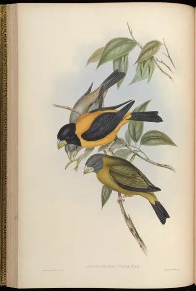 Icterine Grosbeak