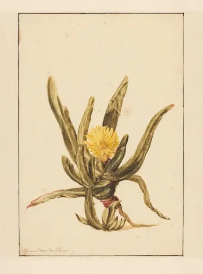 IJskruid met gele bloemen