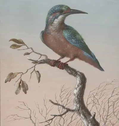 IJsvogel