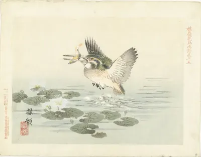 IJsvogel