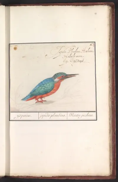 IJsvogel (Alcedo atthis)