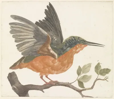 IJsvogel op boomtak