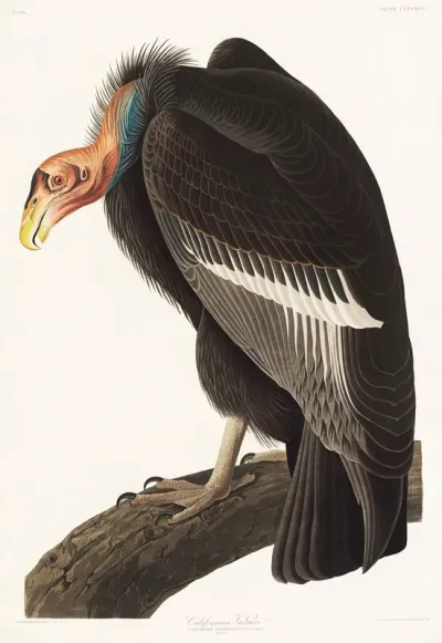 Illustration from 'Birds of America'
