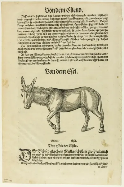 Illustration from "Thierbuch", plate 42 from Woodcuts from Books of the XVI Century