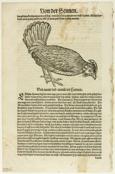 Illustration from "Vogelbuch", plate 41 from Woodcuts from Books of the XVI Century
