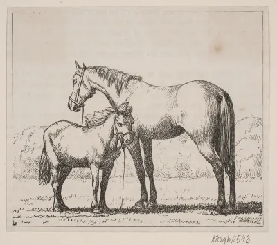 Illustration til: "Nordbaggen og sjællænderen", digt af Gotfred Rohde