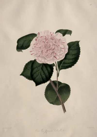 Illustrations and descriptions of...the Natural Order Camellieae:  No. 41