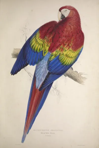 Illustrations of the Family of Psittacidae, or Parrots, Plate 7