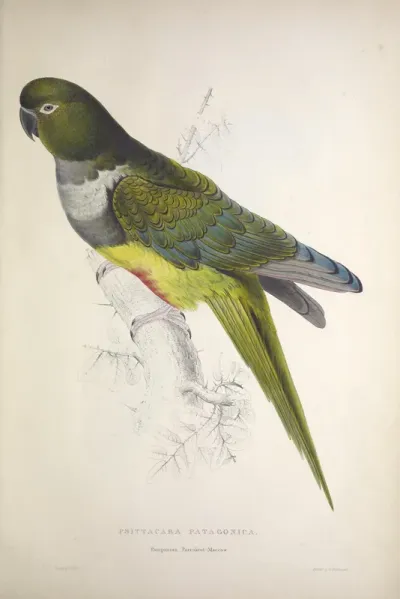 Illustrations of the Family of Psittacidae, or Parrots, Plate 8