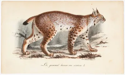 Ilves, vanha uros talviasussa, Tidskrift för jägare och naturforskare -lehden (nro 1/1834, s. 771) kuvitusta