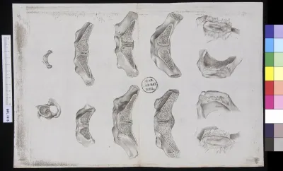 Images of the os pubis