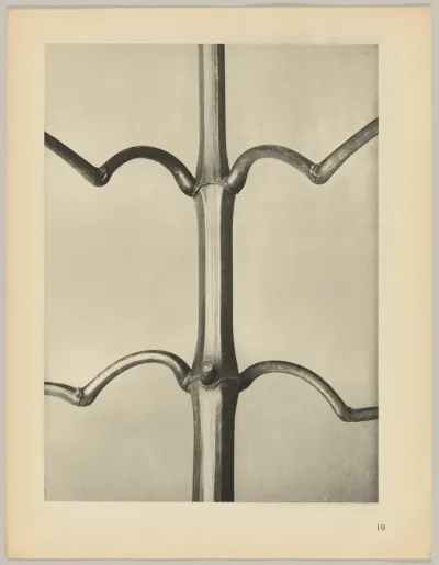 Imatiens glanduligera
