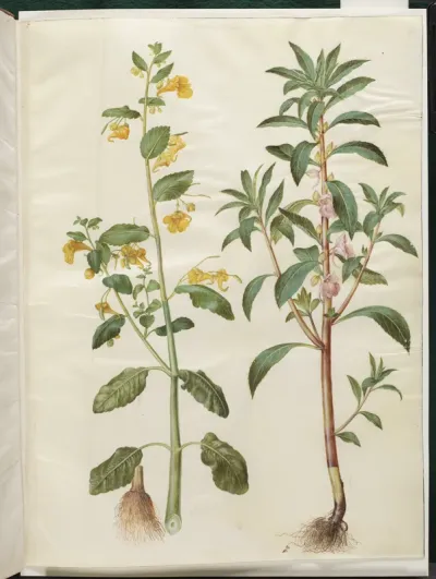 Impatiens noli-tangere (spring-balsamin); Impatiens balsamina (have-balsamin)