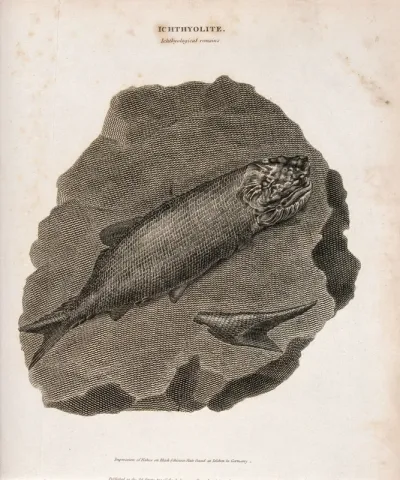 Impression of fishes on black schistose slate found at Isleben in Germany