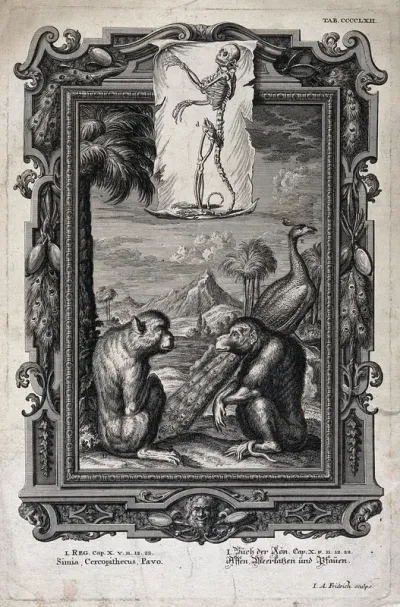 In a frame within a frame a monkey, a guenon and a peacock are shown underneath an image of a skeleton of a guenon