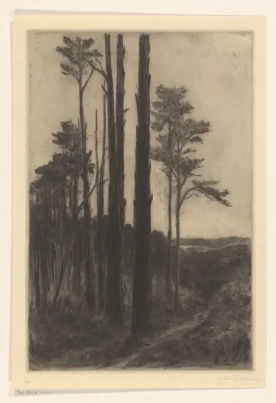 In het Reichswald bij Kleef, bij avond