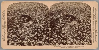 In the Daisy Field - "Sweet flow'ret of the rural glade"