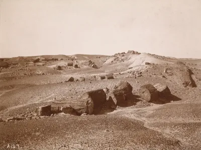 In the Petrified Forest (General View, Middle Park)