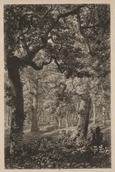 In the Woods